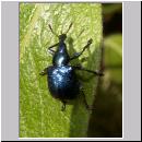 Byctiscus betulae - Ruesselkaefer 02.jpg